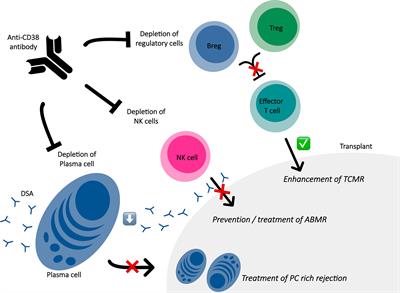 HLA Desensitization in Solid Organ Transplantation: Anti-CD38 to Across the Immunological Barriers